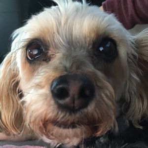 Meet your Posher, Paige